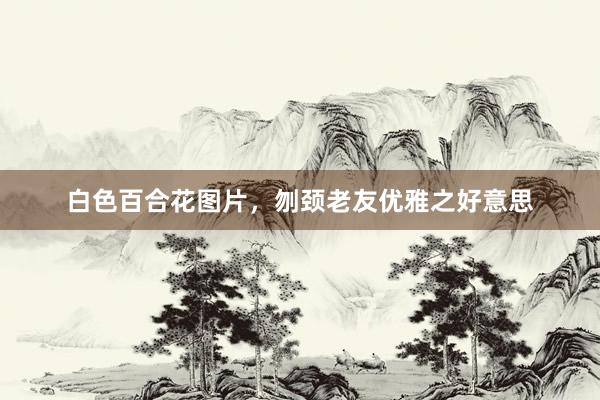 白色百合花图片，刎颈老友优雅之好意思